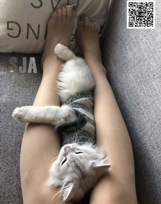 铁血雄鹰40集免费正片_DVD在线观看视频